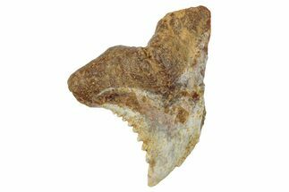 Fossil Shark Tooth (Hemipristis) - Angola #259452