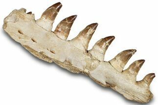 Mosasaur (Prognathodon) Jaw with Seven Teeth - Morocco #259676