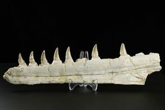 Mosasaur (Eremiasaurus?) Jaw with Seven Teeth - Morocco #259674