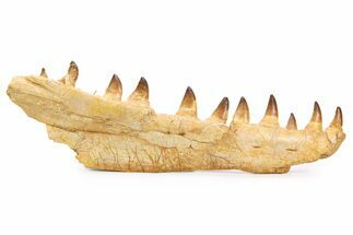 Mosasaur (Prognathodon) Jaw with Ten Teeth - Morocco #259678