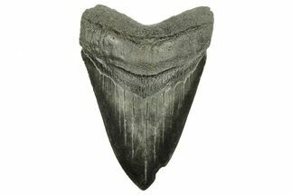 Fossil Megalodon Tooth - South Carolina #259568