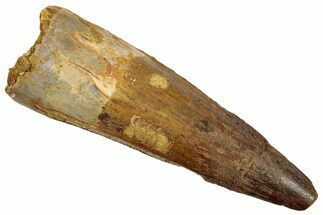 Fossil Spinosaurus Tooth - Real Dinosaur Tooth #258995
