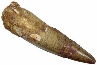 Fossil Spinosaurus Tooth - Real Dinosaur Tooth #259005