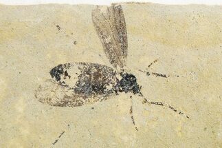 Detailed Fossil Fly (Plecia) - France #259848