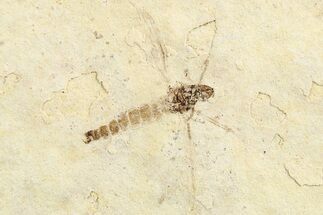Detailed Fossil Fly (Plecia) - France #259853