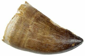 Fossil Mosasaur (Prognathodon) Tooth - Morocco #259994