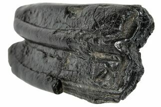 Pleistocene Aged Fossil Horse Tooth - South Carolina #260011