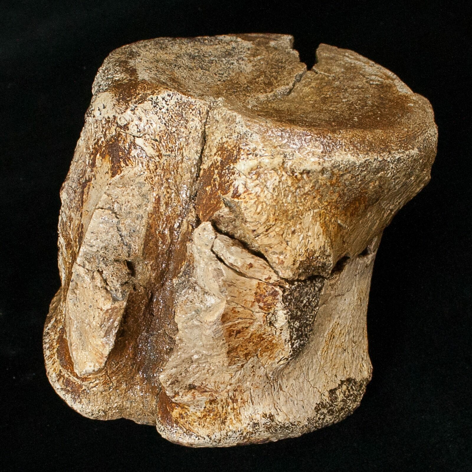 dinosaur vertebrae fossil