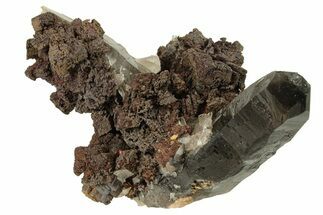 Hematite Pseudomorph after Siderite on Smoky Quartz - Colorado #259948