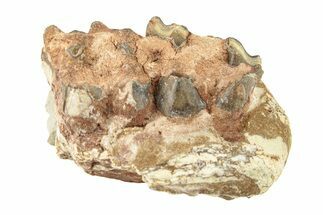 Oreodont (Merycoidodon) Jaw Section - South Dakota #260062
