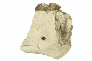 Oreodont (Merycoidodon) Jaw Section - South Dakota #260078