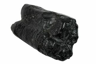 Pleistocene Aged Fossil Horse Tooth - South Carolina #260013