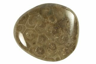 Polished Petoskey Stone (Fossil Coral) - Michigan #260112