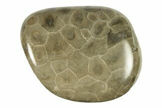 Polished Petoskey Stone (Fossil Coral) - Michigan #260126