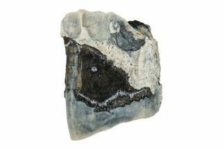 Fossil Ceratopsian Dinosaur Tooth - Judith River Formation #260335
