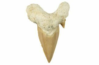 Fossil Shark Tooth (Otodus) - Large Specimen #259883