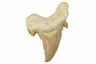 Fossil Shark Tooth (Otodus) - Large Specimen #259887