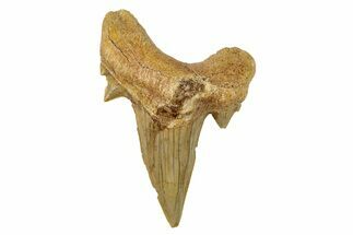 Fossil Shark Tooth (Otodus) - Morocco #259895