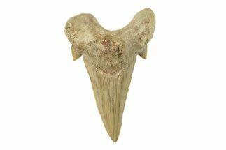 Fossil Shark Tooth (Otodus) - Morocco #259896