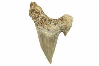 Fossil Shark Tooth (Otodus) - Morocco #259910