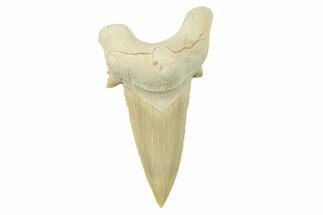 Fossil Shark Tooth (Otodus) - Morocco #259911