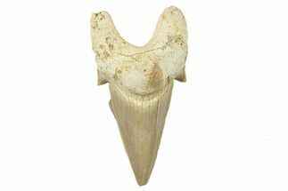 Fossil Shark Tooth (Otodus) - Morocco #259917