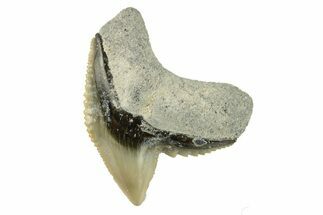 Colorful, Fossil Tiger Shark Tooth - Bone Valley, Florida #260253