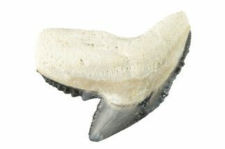 Colorful, Fossil Tiger Shark Tooth - Bone Valley, Florida #260263