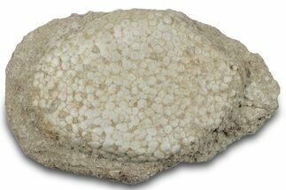 Fossil Crusher Fish (Eodiaphyodus) Mouth Plate -Morocco #260397