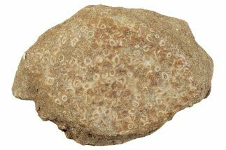 Fossil Crusher Fish (Eodiaphyodus) Mouth Plate -Morocco #260404