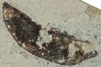 Fossil Legume(?) Pod - Green River Formation #260411