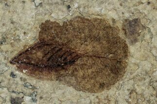 Fossil Winged Seed - Green River Formation #260413