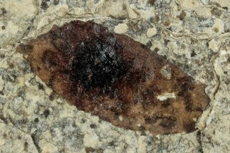 Fossil Winged Seed (Ailanthus) - Wyoming #260417