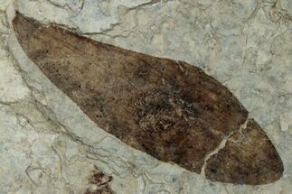 Fossil Winged Seed (Ailanthus) - Wyoming #260420