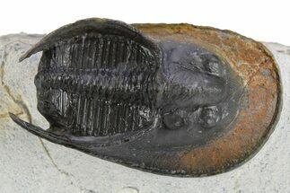 Prone Scotoharpes Trilobite - Boudib, Morocco #259685