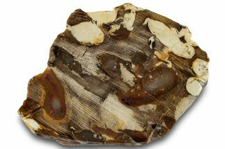 Petrified Peanut Wood Section - Australia #260770