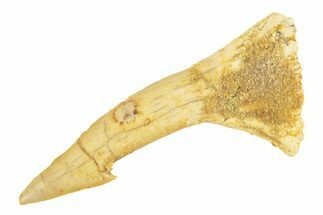 Fossil Sawfish (Onchopristis) Rostral Barb - Morocco #260940