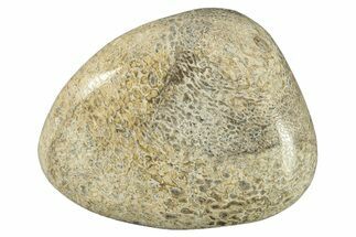 Polished Dinosaur Bone (Gembone) - Morocco #260660