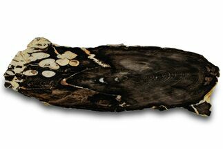 Detailed Petrified Peanut Wood Slab - Australia #260797