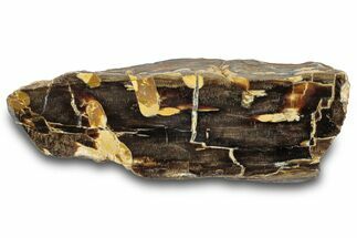 Petrified Peanut Wood Section - Australia #260773