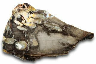 Petrified Peanut Wood Slab - Australia #260779