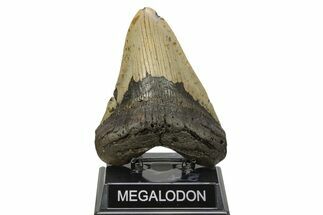 Huge, Fossil Megalodon Tooth - North Carolina #261047