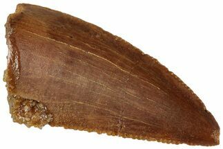 Serrated, Raptor Tooth - Real Dinosaur Tooth #260997