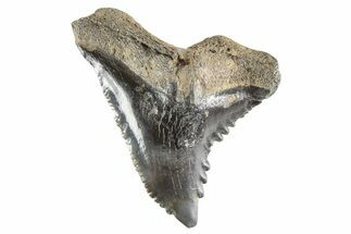 Snaggletooth Shark (Hemipristis) Tooth - South Carolina #261279