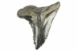 Snaggletooth Shark (Hemipristis) Tooth - South Carolina #261294