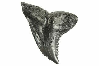 Snaggletooth Shark (Hemipristis) Tooth - South Carolina #261298