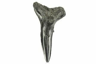 Snaggletooth Shark (Hemipristis) Lower Tooth - South Carolina #261302