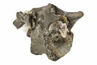 Permian Reptile Fossil Vertebra - Oklahoma #261354