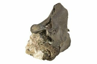 Permian Reptile Fossil Vertebra - Oklahoma #261355