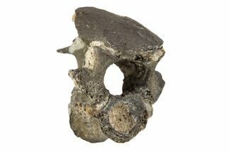 Permian Reptile Fossil Vertebra - Oklahoma #261361